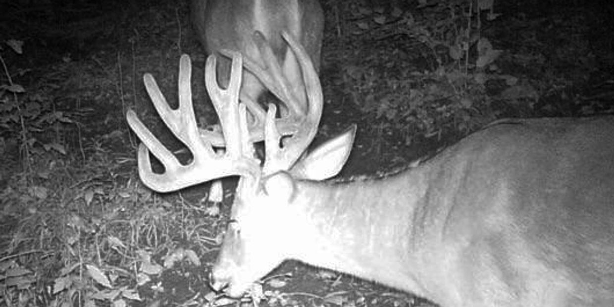 Whitetail Sanctuary Solutions Attracting and Retaining Trophy Bucks
